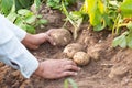 Hands harvesting fresh organic potatoes Royalty Free Stock Photo