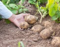 Hands harvesting fresh organic potatoes Royalty Free Stock Photo