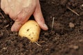 Hands harvesting fresh organic potatoes from soil