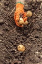 Hands harvesting fresh organic potatoes from soil Royalty Free Stock Photo