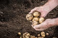 Hands harvesting fresh potatoes from garden