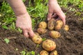 Hands harvesting fresh potatoes from soil Royalty Free Stock Photo