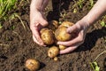 Hands harvesting fresh potatoes from soil Royalty Free Stock Photo