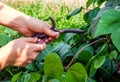 Hands harvesting fresh purple string beans in the garden close-up