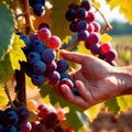 Hands harvesting and handling grapes on the vine in vinyard farm