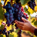 Hands harvesting and handling grapes on the vine in vinyard farm