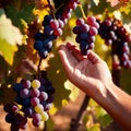 Hands harvesting and handling grapes on the vine in vinyard farm