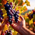 Hands harvesting and handling grapes on the vine in vinyard farm