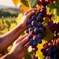 Hands harvesting and handling grapes on the vine in vinyard farm