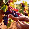 Hands harvesting and handling grapes on the vine in vinyard farm