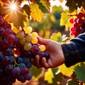 Hands harvesting and handling grapes on the vine in vinyard farm