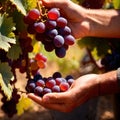 Hands harvesting and handling grapes on the vine in vinyard farm