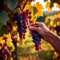 Hands harvesting and handling grapes on the vine in vinyard farm