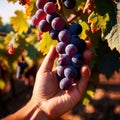 Hands harvesting and handling grapes on the vine in vinyard farm