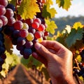 Hands harvesting and handling grapes on the vine in vinyard farm