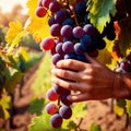 Hands harvesting and handling grapes on the vine in vinyard farm