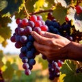 Hands harvesting and handling grapes on the vine in vinyard farm