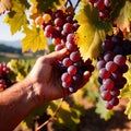 Hands harvesting and handling grapes on the vine in vinyard farm