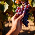 Hands harvesting and handling grapes on the vine in vinyard farm