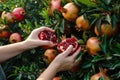 hands harvesting ripe pomegranates from a lush tree
