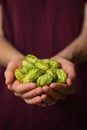 Hands and Heap Fresh Green Hops Royalty Free Stock Photo