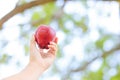 Hands hold apple in farm.