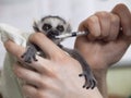 Hands hold a baby ring-tailed lemur, Lemur catta, and feed it from a syringe Royalty Free Stock Photo
