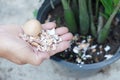 Hands hold bowl of egg shell, food scraps to fertilize plants