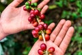 Hands hold branch of ripening coffee beans Royalty Free Stock Photo