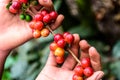 Hands hold branch of ripening coffee beans Royalty Free Stock Photo