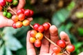 Hands hold branch of ripening coffee beans Royalty Free Stock Photo