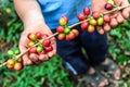 Hands hold branch of ripening coffee beans Royalty Free Stock Photo