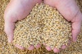 Hands hold the dry barley grain malt ingredient in cooking and beverage production.