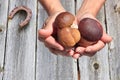 Hands hold fresh Porcini mushrooms on wood texture background with rusted horseshoe