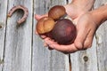 Hands hold fresh Porcini mushrooms on wood texture background with rusted horseshoe