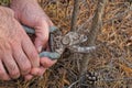 hands hold a gray metal rusty pruner cutting a brown dry branch Royalty Free Stock Photo