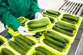 Hands hold green cucumbers Royalty Free Stock Photo