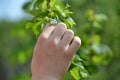 Hands that hold hops in summer Royalty Free Stock Photo