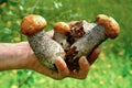 Hands hold mushrooms