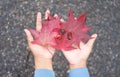 Hands hold red maple leaves Royalty Free Stock Photo