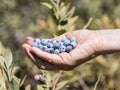 The hands hold a several ripe berries of blueberry on the background of green bushes.