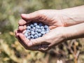 The hands hold a several ripe berries of blueberry on the background of green bushes. Royalty Free Stock Photo