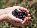 The hands hold a several ripe berries of red and black currants on the background of green bushes. Royalty Free Stock Photo