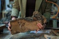 Hands hold a slab of burl wood with intricate grain, highlighting the natural artistry that woodworkers cherish and Royalty Free Stock Photo