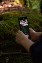 Hands holding phone and taking pictures of moss