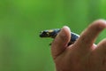 Hands hold yellow-black salamander. Carpathian salamander Royalty Free Stock Photo