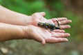 Hands hold yellow-black salamander. Carpathian salamander Royalty Free Stock Photo