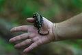 Hands hold yellow-black salamander. Carpathian salamander Royalty Free Stock Photo