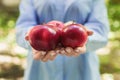 Hands holding apples against the background of green grass Royalty Free Stock Photo