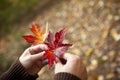 Hands holding autumn leaves Royalty Free Stock Photo